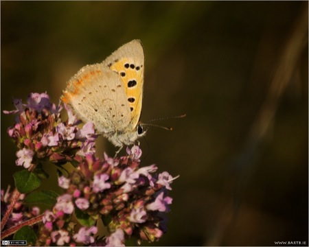 Small Copper Butterfly