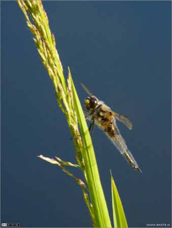 Four-spotted Chaser