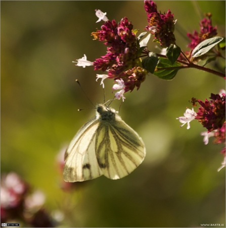 Back-lit Green-veined White