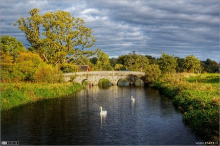 Swans in Carton Estate