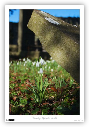 Snowdrops in Laraghbryan Cemetery