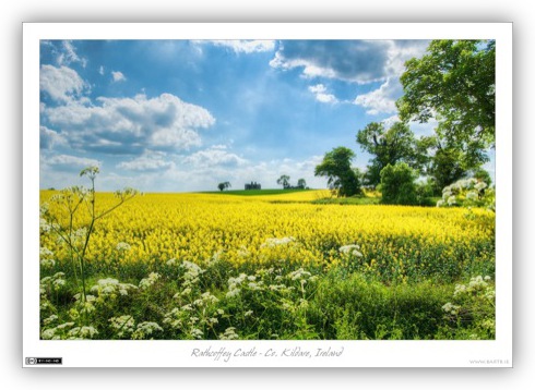 Rathcoffey in Summer