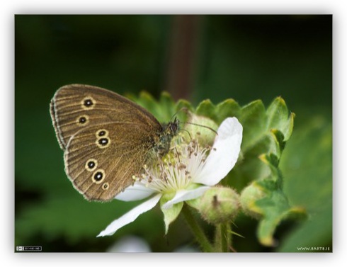 Ringlet Butterfly