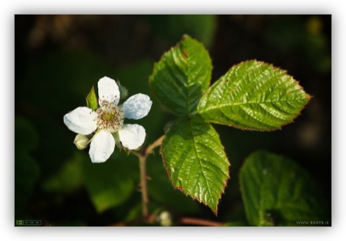 Bramble Flower