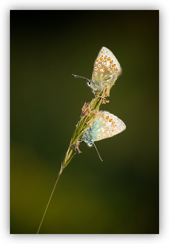 A Pair of Common Blues