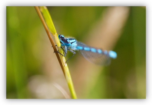 Common Blue Damselfly (Enallagma cyathigerum)