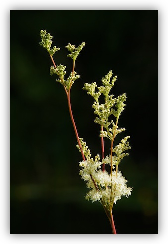 Meadowsweet (Filipendula ulmaria)